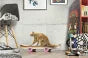 画像をギャラリービューアに読み込む, 猫 爪とぎ suck uk Cat Scratch Skateboard サックユーケー キャット スクラッチ スケートボード 段ボール