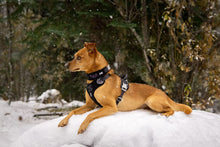 画像をギャラリービューアに読み込む, フルッタ (Hurtta)ウォーリアハーネス (80-100cm)