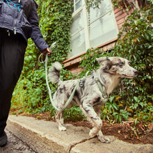 画像をギャラリービューアに読み込む, フルッタ (Hurtta) ラズルダズルシリーズ Y型クッションハーネス 65-80cm(80サイズ)