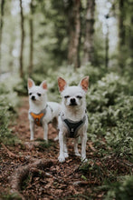 画像をギャラリービューアに読み込む, フルッタ (Hurtta) ベンチャーハーネス 60-80cm